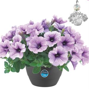 Afbeelding van HP27 Petunia compact Purple vein